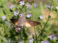 maudoc.com • Sphingidae •  IMG_1979.jpg   Macroglossum stellatarum : Falena