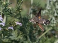 maudoc.com • Sphingidae •  IMG_1989.jpg   Macroglossum stellatarum : Falena