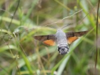 maudoc.com • Sphingidae •  IMG_4444.jpg   Macroglossum stellatarum