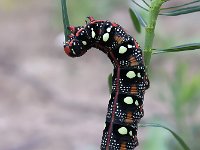 maudoc.com • Sphingidae •  IMG_4463.jpg   Hyles euphorbiae : bruco, Falena