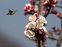 maudoc.com • Sphingidae •  IMG_4960a.jpg   Macroglossum stellatarum : albero, fiore, Falena