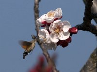 maudoc.com • Sphingidae •  IMG_4968.jpg   Macroglossum stellatarum : albero, fiore, Falena