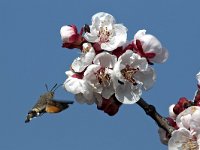 maudoc.com • Sphingidae •  IMG_4973a.jpg   Macroglossum stellatarum : albero, fiore, Falena