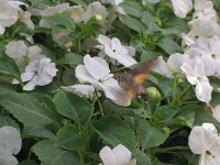 maudoc.com • Sphingidae •  IMG_4993.jpg   Macroglossum stellatarum : Falena