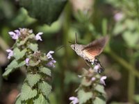 maudoc.com • Sphingidae •  IMG_5057.jpg   Macroglossum stellatarum : Falena