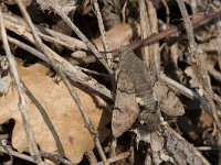 maudoc.com • Sphingidae •  IMG_5129.jpg   Macroglossum stellatarum : Falena