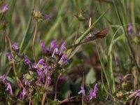 maudoc.com • Sphingidae •  IMG_5425.jpg   Macroglossum stellatarum : Falena