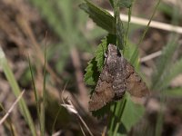 maudoc.com • Sphingidae •  IMG_6760.jpg   Macroglossum stellatarum : Falena