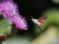 maudoc.com • Sphingidae •  IMG_7761.jpg   Macroglossum stellatarum : Falena