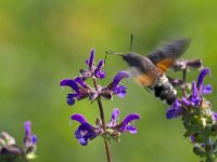 maudoc.com • Sphingidae •  IMG_9589.jpg   Macroglossum stellatarum : Falena, Farfalla, X id