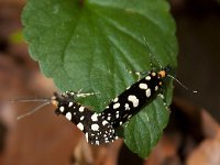 maudoc.com • Tineidae •  IMG_3095.jpg   Euplocamus anthracinalis : Farfalla