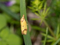 maudoc.com • Tortricidae •  IMG_2275.jpg   Agapeta zoegana : Falena