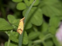 maudoc.com • Tortricidae •  IMG_2276.jpg   Agapeta zoegana : Falena