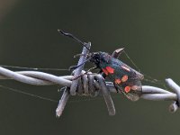 maudoc.com • Zygaenidae •  IMG_0780.jpg   Zygaena filipendulae : Falena