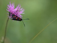 maudoc.com • Zygaenidae •  IMG_0867.jpg   Zygaena transalpina : Falena, Zygaena