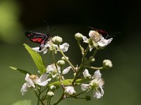 maudoc.com • Zygaenidae •  IMG_0869.jpg   Zygaena transalpina : Falena