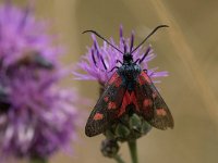 maudoc.com • Zygaenidae •  IMG_0981.jpg   Zygaena lonicerae? : Falena, Zygaena