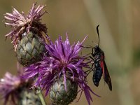 maudoc.com • Zygaenidae •  IMG_1033.jpg   Zygaena filipendulae : Falena, Zygaena