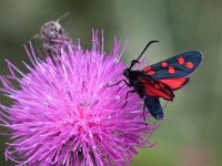 maudoc.com • Zygaenidae •  IMG_1156.jpg   Zygaena transalpina : Falena, Zygaena