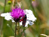 maudoc.com • Zygaenidae •  IMG_1354.jpg   Zygaena filipendulae : Zygaena