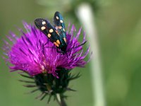 maudoc.com • Zygaenidae •  IMG_1360.jpg   Zygaena transalpina : Zygaena