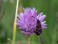 maudoc.com • Zygaenidae •  IMG_1425.jpg   Zygaena transalpina : Zygaena, Falena