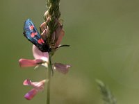 maudoc.com • Zygaenidae •  IMG_1667.jpg   Zygaena lonicerae : Falena, Zygaena