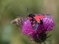 maudoc.com • Zygaenidae •  IMG_1723.jpg   Zygaena lonicerae : Zygaena, Falena