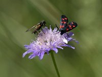 maudoc.com • Zygaenidae •  IMG_2137.jpg   Zygaena transalpina : Zygaena, Falena