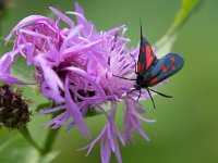 maudoc.com • Zygaenidae •  IMG_2154.jpg   Zygaena transalpina : Zygaena, Falena