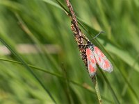 maudoc.com • Zygaenidae •  IMG_2228.jpg   Zygaena loti : Falena, Zygaena