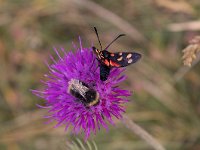 maudoc.com • Zygaenidae •  IMG_2289.jpg   Zygaena transalpina : Falena, Zygaena