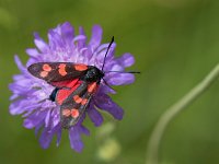 maudoc.com • Zygaenidae •  IMG_2406.jpg   Zygaena filipendulae : Falena, Zygaena