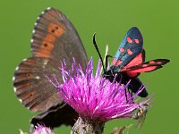 maudoc.com • Zygaenidae •  IMG_2611.jpg   Zygaena transalpina : Falena, Zygaena, Erebia euryale