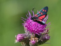 maudoc.com • Zygaenidae •  IMG_2621.jpg   Zygaena transalpina : Falena, Zygaena