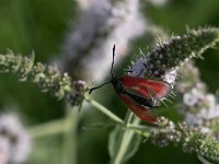 maudoc.com • Zygaenidae •  IMG_2888.jpg   Zygaena loti : Falena