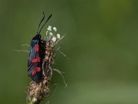 maudoc.com • Zygaenidae •  IMG_3254a.jpg   Zygaena filipendulae : Falena, Zygaena