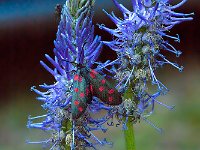 maudoc.com • Zygaenidae •  IMG_3480.jpg   Zygaena transalpina  Alto Adige, Italy : Falena, Farfalla, fiore