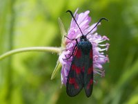 maudoc.com • Zygaenidae •  IMG_3878.jpg   Zygaena filipendulae : Farfalla