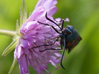 maudoc.com • Zygaenidae •  IMG_3883.jpg   Zygaena filipendulae : Farfalla