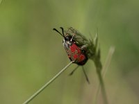 maudoc.com • Zygaenidae •  IMG_4378.jpg   Zygaena loti : Falena, Zygaena