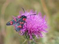 maudoc.com • Zygaenidae •  IMG_4507.jpg   Zygaena transalpina : Zygaena, Falena