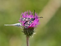 maudoc.com • Zygaenidae •  IMG_4520.jpg   Zygaena transalpina : Falena, Zygaena, Scolitantides orion, Farfalla