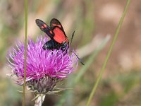 maudoc.com • Zygaenidae •  IMG_4555.jpg   Zygaena transalpina : Falena, Zygaena