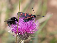 maudoc.com • Zygaenidae •  IMG_4556.jpg   Zygaena transalpina : Falena, Zygaena, Insetto