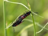 maudoc.com • Zygaenidae •  IMG_4589a.jpg   Zygaena filipendulae : Zygaena, Falena