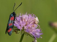 maudoc.com • Zygaenidae •  IMG_4781.jpg   Zygaena filipendulae : Falena, Ragno