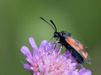 maudoc.com • Zygaenidae •  IMG_4897.jpg   Zygaena loti : Zygaena, Falena