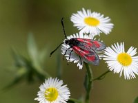 maudoc.com • Zygaenidae •  IMG_4928.jpg   Zygaena loti : Falena, Zygaena