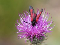 maudoc.com • Zygaenidae •  IMG_5075.jpg   Zygaena purpuralis : Falena, Zygaena